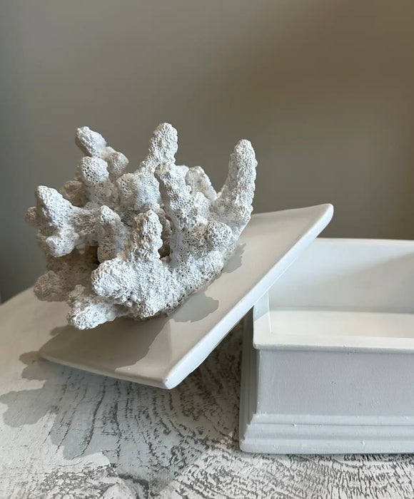 Palm Beach Coral
