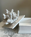 Palm Beach Coral