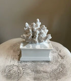 Palm Beach Coral